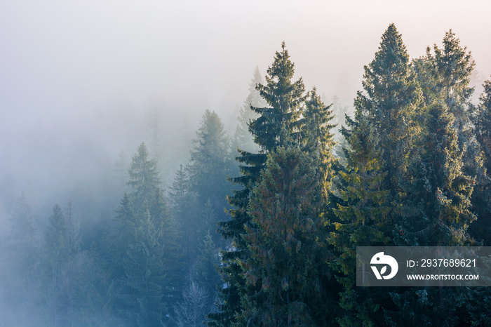 薄雾和白霜中的云杉。美丽的冬季自然背景