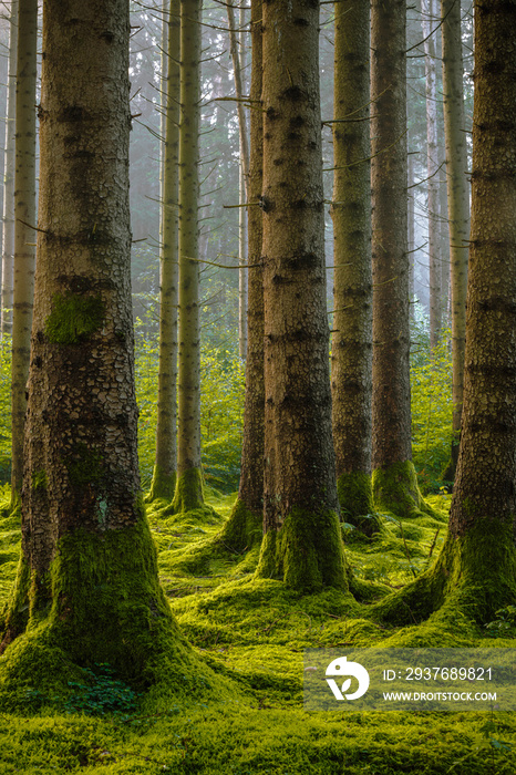 green forest in the morning