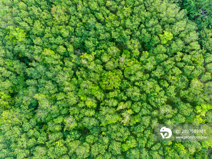 aerial view of green forest