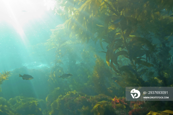 加利福尼亚岛海底海带林的海洋生物