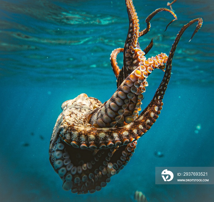 Beautiful Octopus in Deep Blue Water