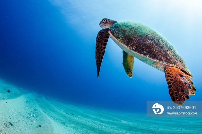 Sea turtle resting in the reefs of Cabo Pulmo National Park. Baja California Sur,Mexico.