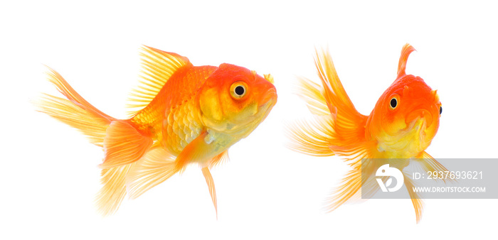 gold fish on white background