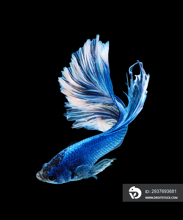 Siamese fighting fish, betta fish isolated on black background