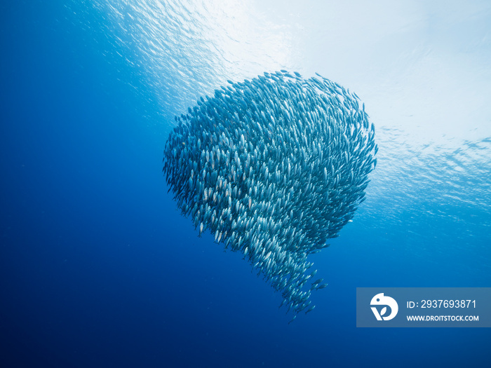 Bait ball in coral reef of Caribbean Sea around Curacao at dive site Playa Piskado