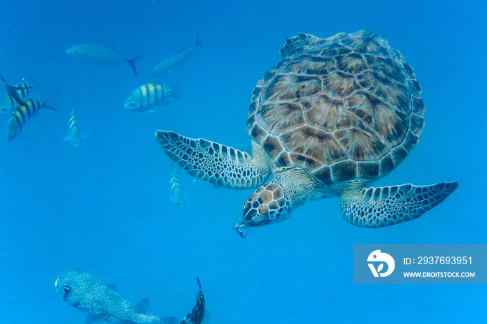 绿海龟（Chelonia mydas）在巴巴多斯蓝海中游泳的水下景观