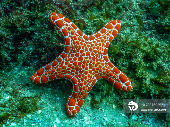 Orange starfish