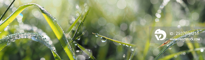 清晨有露水滴落的草——背景是bokeh