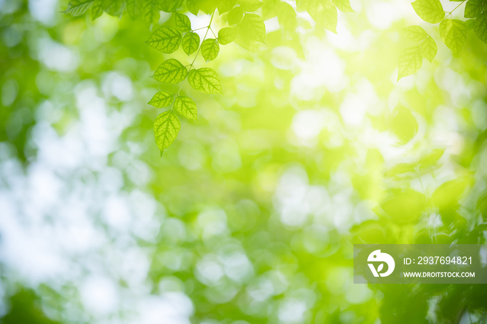 Nature of green leaf in garden at summer. Natural green leaves plants using as spring background cov