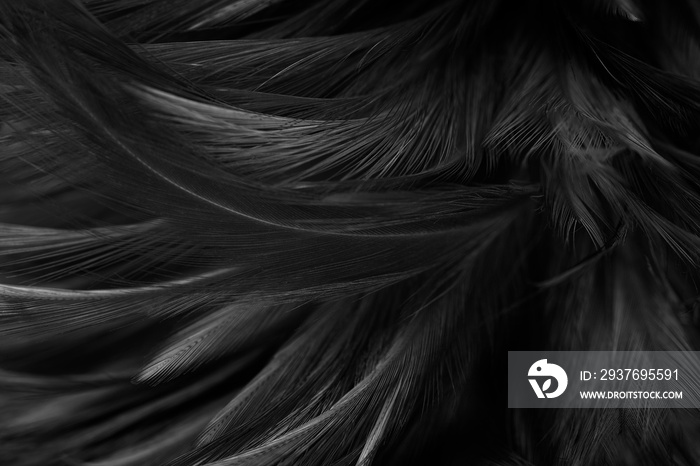 Beautiful dark black feather pattern texture background