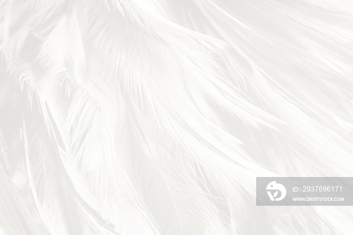 美丽的白色羽毛羊毛图案纹理背景