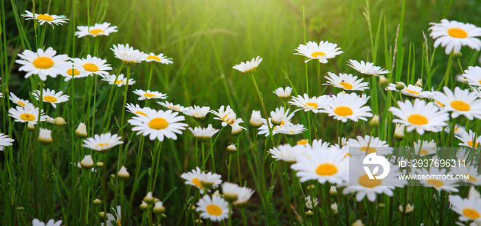 Flower background. White daisies in the summer day.