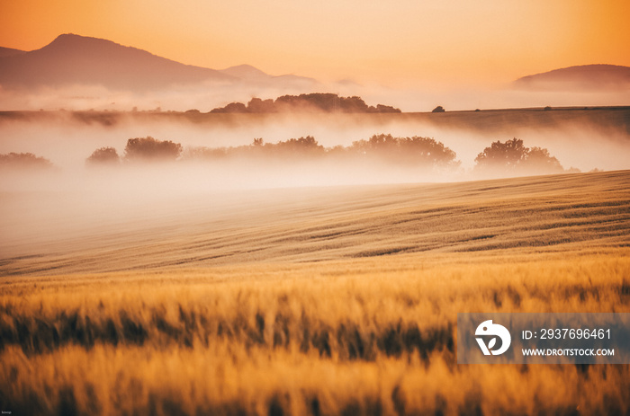 Morning nature with golden wheat and vivid background. In the background is church, village and hill