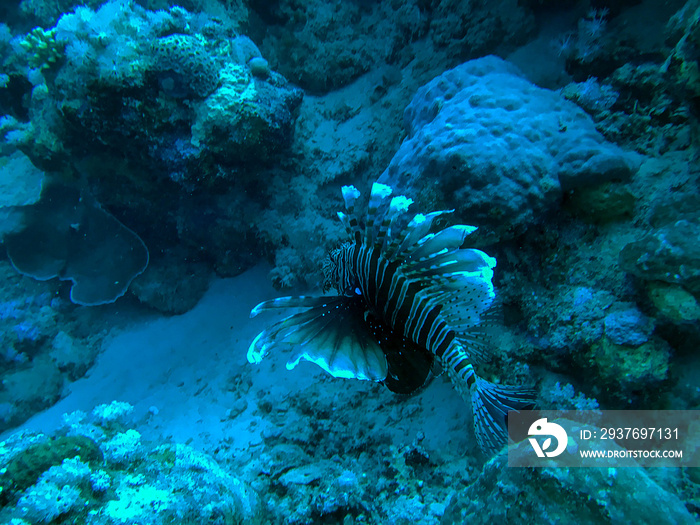 coral reef with fish