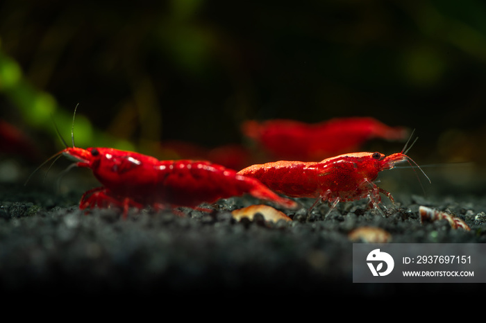 红色新冠虾火宠物水族馆淡水自然宏观