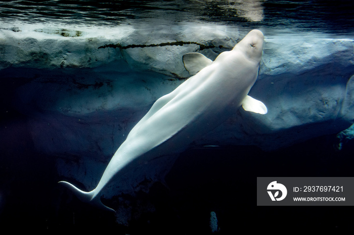 白鲸-白海豚肖像