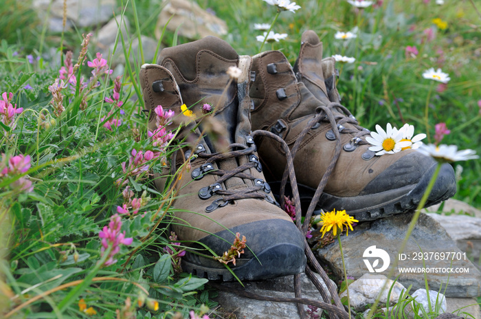 chaussures de randonnée dans lherbe parmi les fleurs