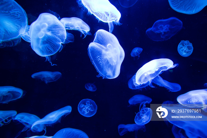 Sea Moon jellyfishes swimming in dark blue water