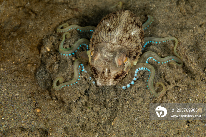 Coconut octopus and veined octopus, Amphioctopus marginatus is a medium-sized cephalopod belonging t