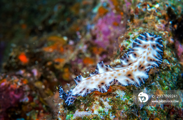 Polyclad flatworm (Maritigrella fuscopunctata)