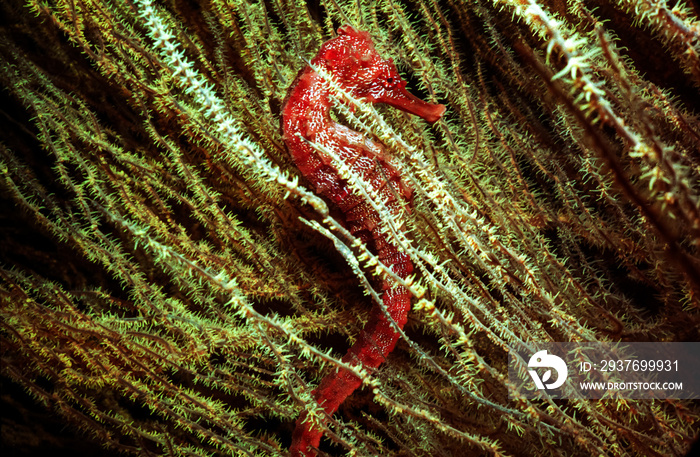 Pacific Seahorse (Hippocampus ingens) - Galapagos Islands