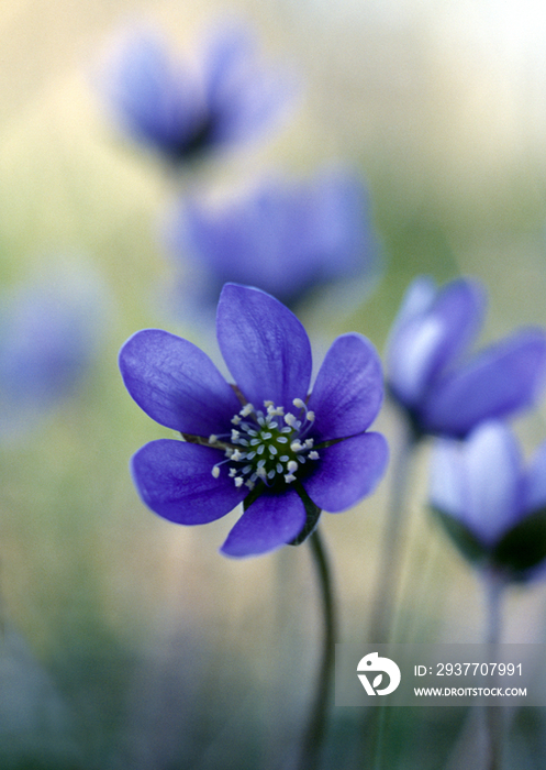 Hepatica nobilis