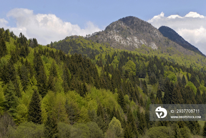 Italy, Trentino, Val di Sella , forest