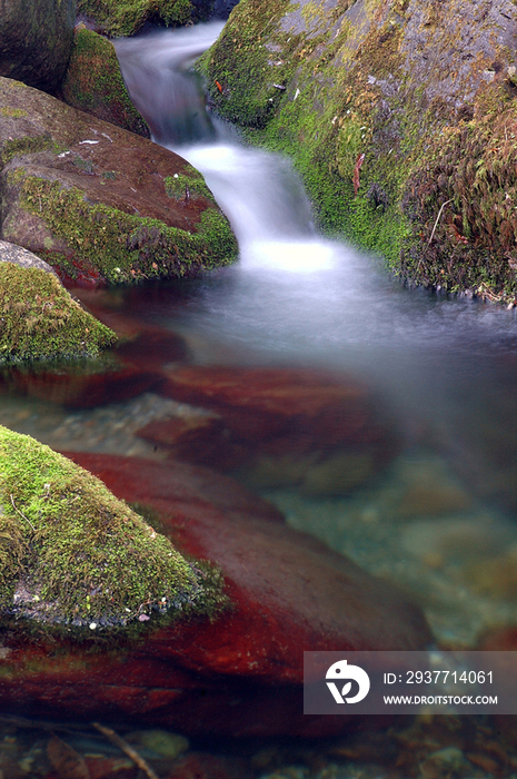 Italy, Liguria, Genoa, Aveto Park, stream