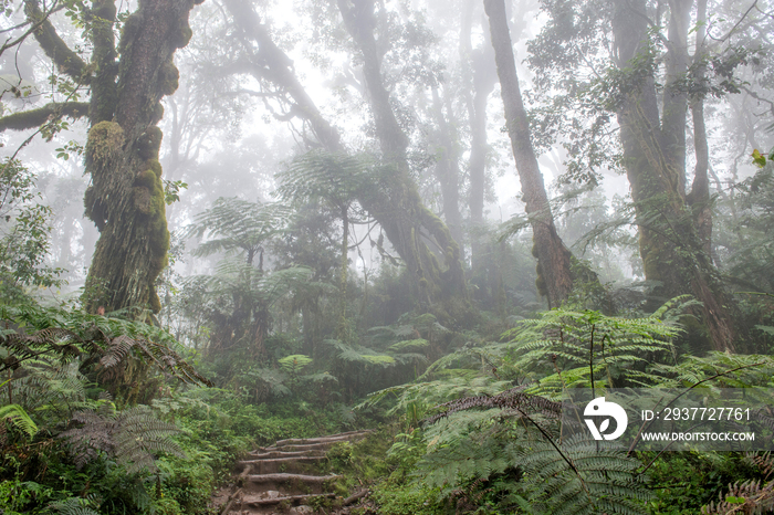 乞力马扎罗高山雨林