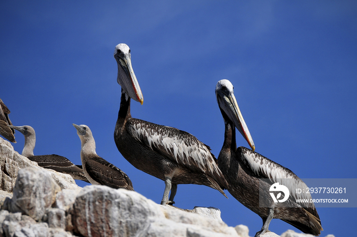 Peru Pelicans