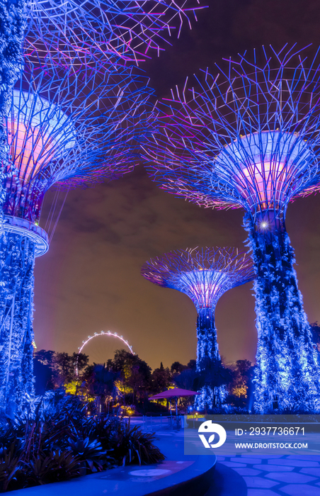 Night View of Supertree Grove