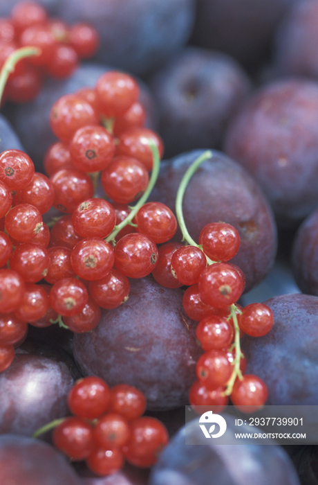 Plums and red currant