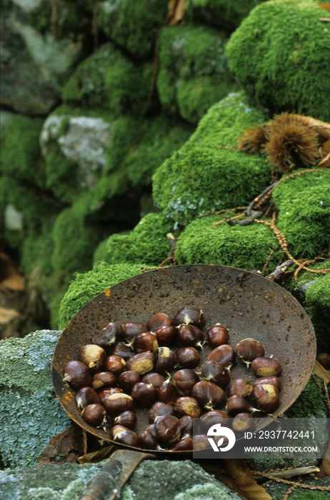 Chestnuts ready to be cooked