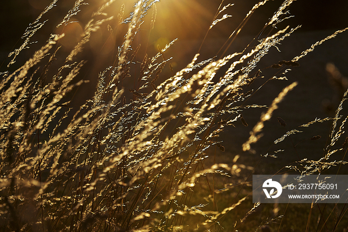 Wild plants at sunset, France