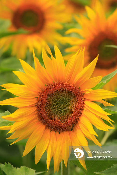 Sunflower field 