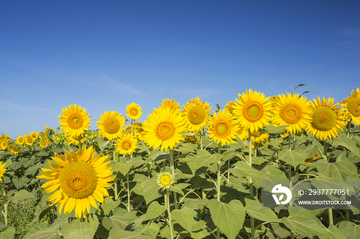 Sunflower fields in Niigata Prefecture,Japan