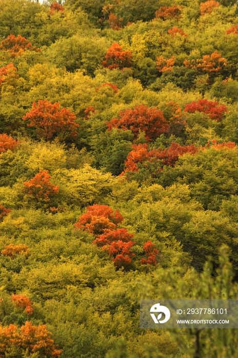 Italy, Tuscany, Casentinesi forests in autumn 