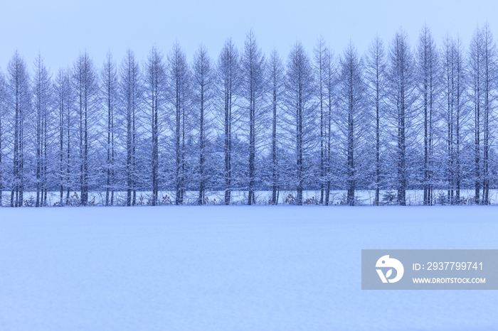 White birch trees in a row