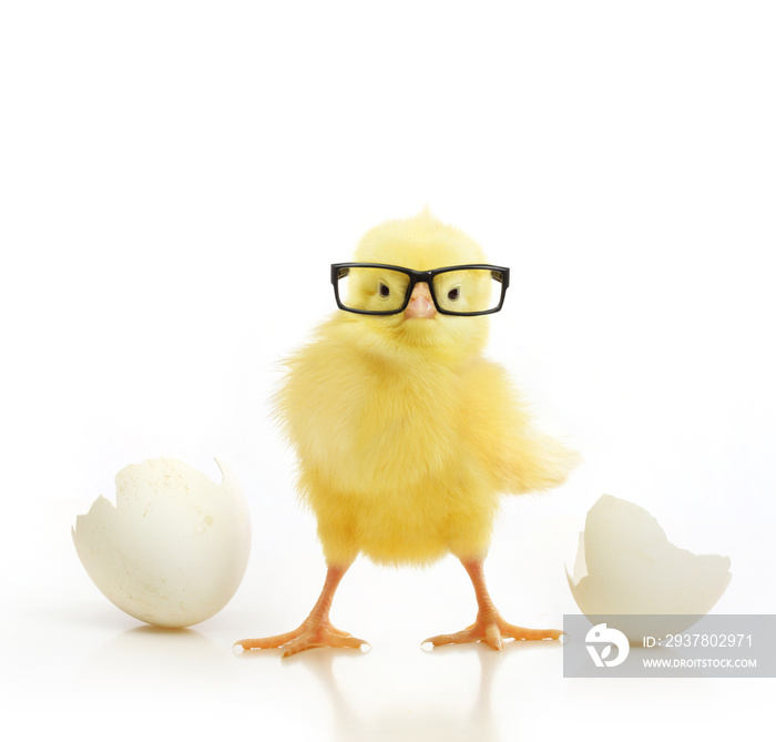 可爱的小鸡从白色的鸡蛋里孵出来