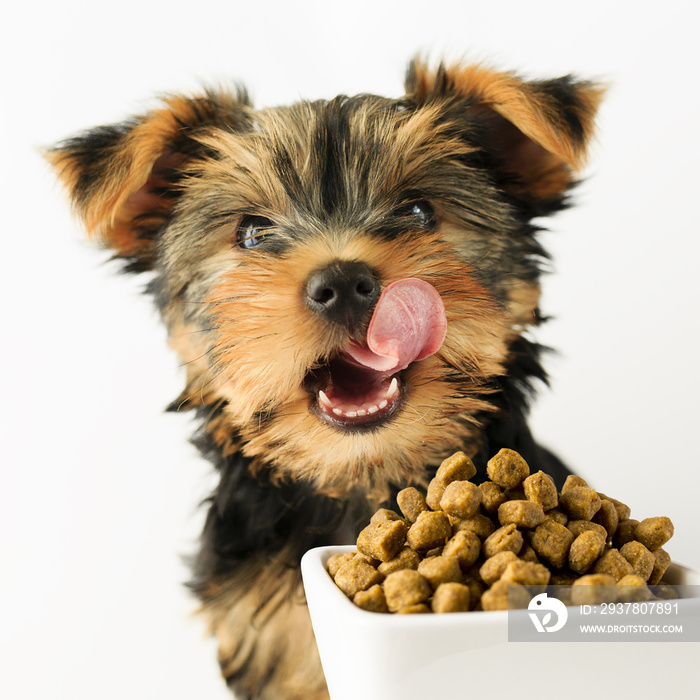 Yorkshire puppy eating a tasty dog food