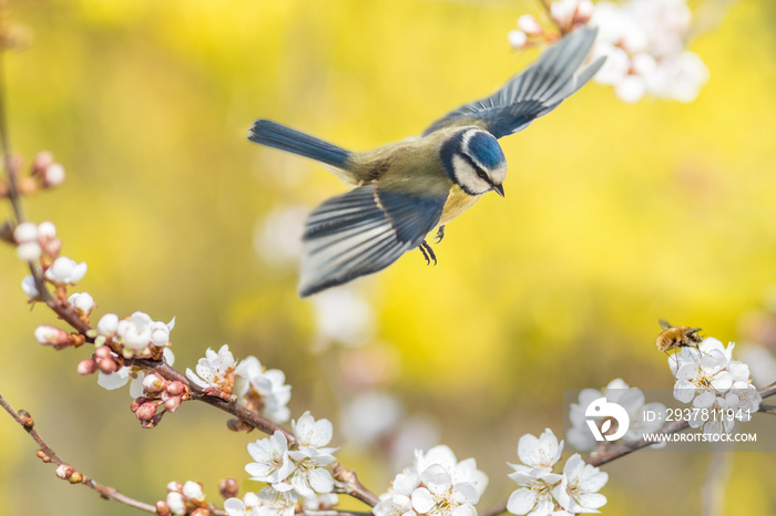 Der Singvogel Blaumeise und das Insekt Wollschweber an einer blühenden Blutpflaume zeigen, dass endl