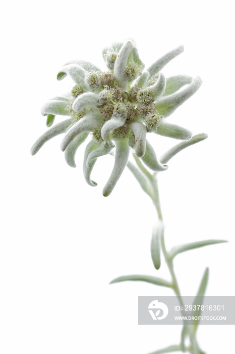 Alpen-Edelweiß (Leontopodium alpinum)