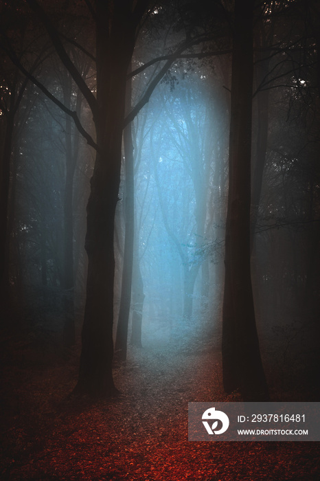 黑暗忧郁的森林-一个雾蒙蒙的早晨
