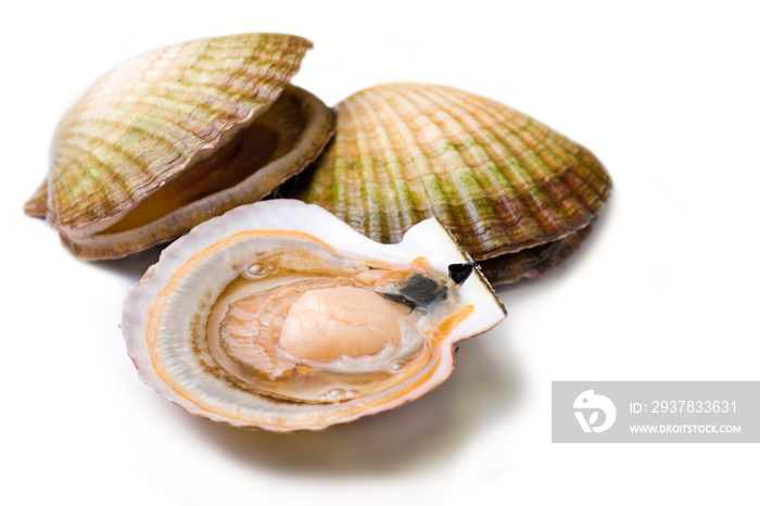 海鲜:活扇贝(Pecten maximus)