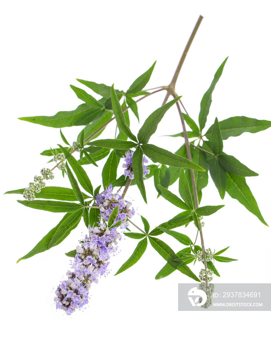 Mönchspfeffer (Vitex agnus-castus) - liegend auf weißem Hinter