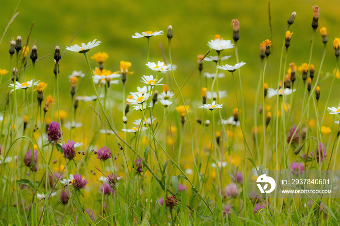 blumenwiese