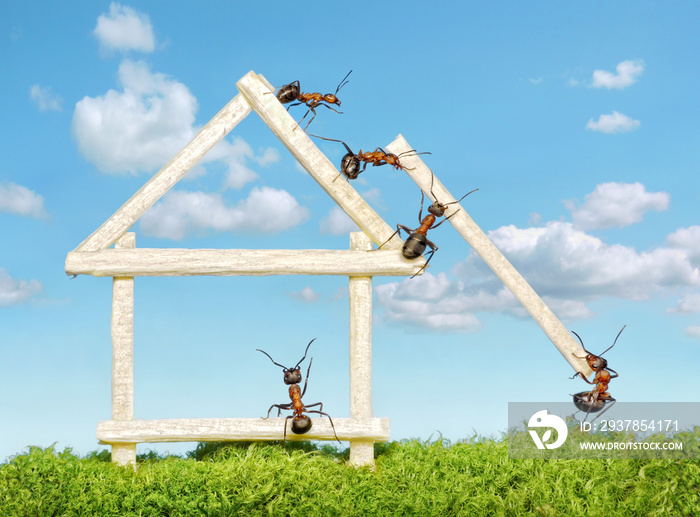 一群蚂蚁正在建造木屋