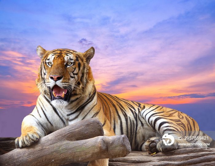 日落时分，老虎在岩石上看着美丽的天空