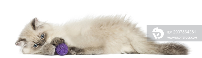 侧视图的英国长毛小猫躺着，玩球