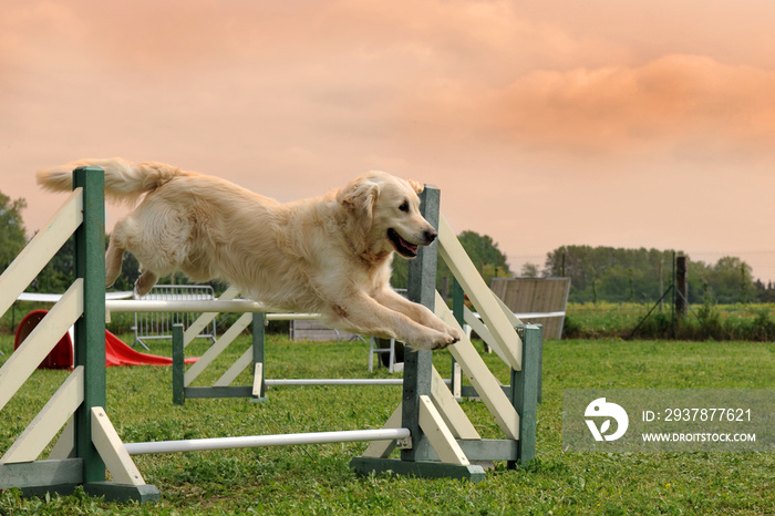 golden retriever in agility